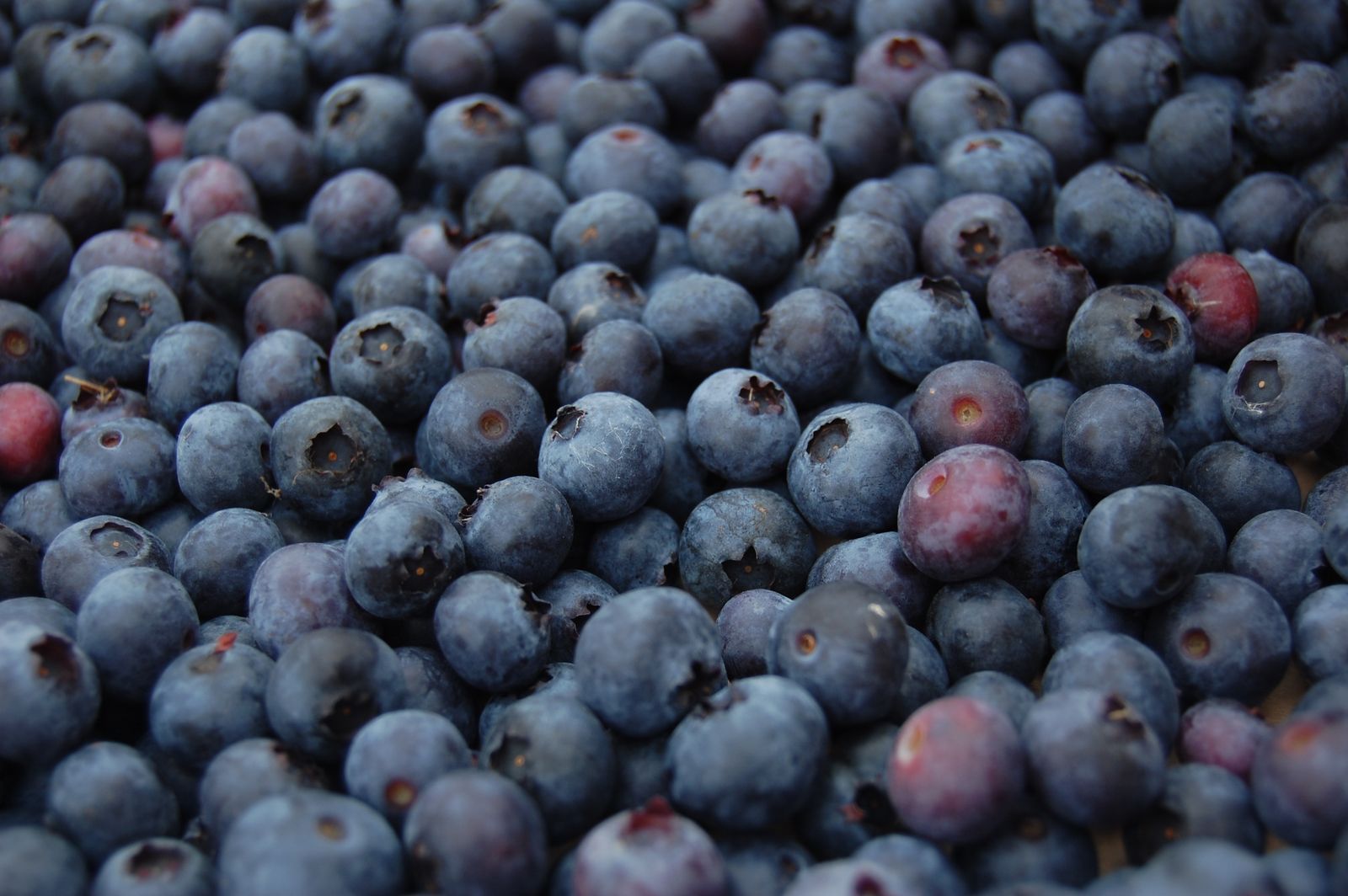 Blueberries (First Rehearsal Blueberry Pie).jpg