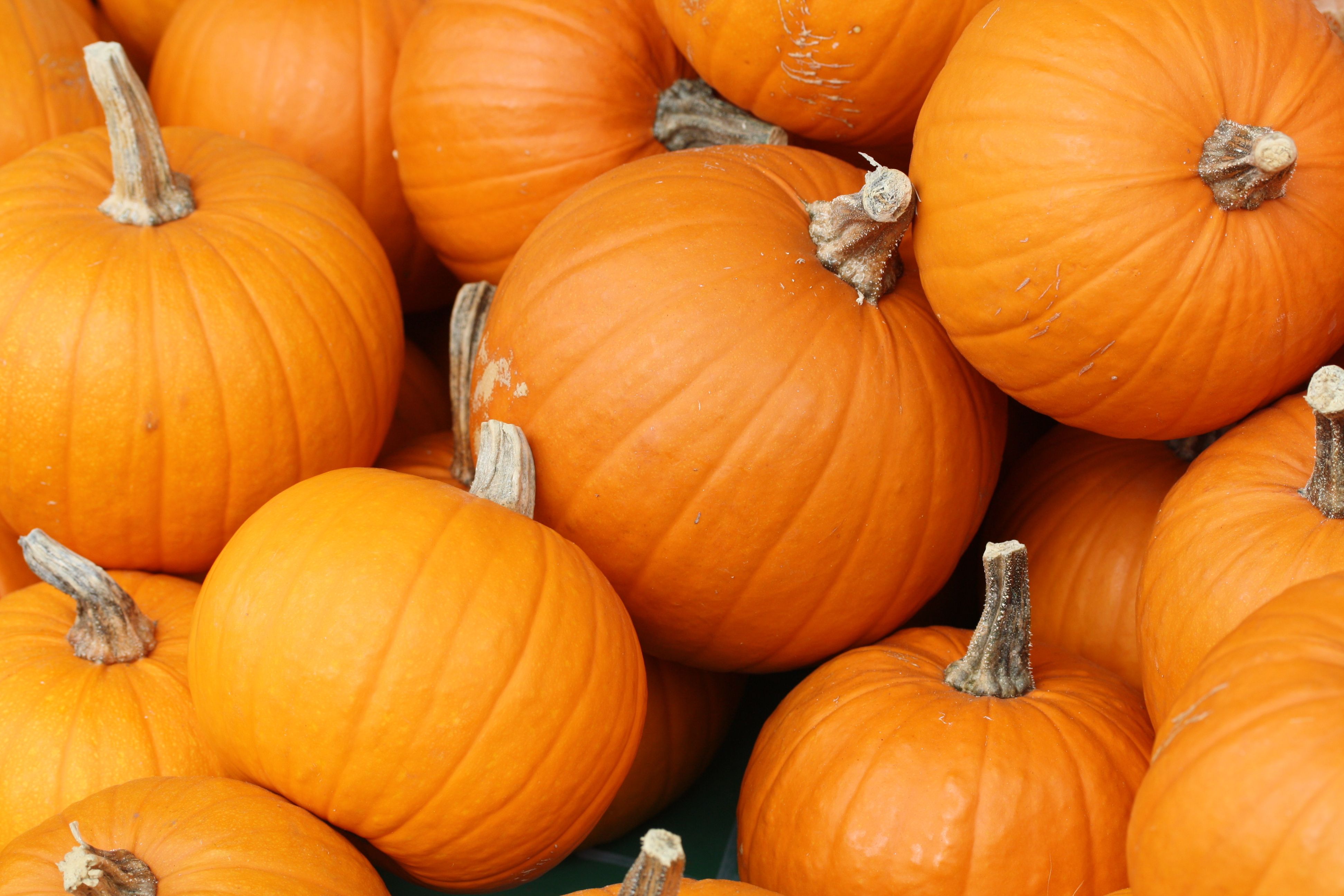 Pumpkin Pie in a Jar.jpg